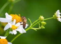 consejos-alergia-polen